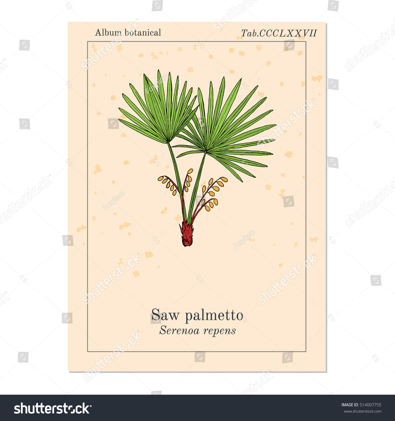 stock vector saw palmetto serenoa repens medicinal tree hand drawn botanical vector illustration 514007755