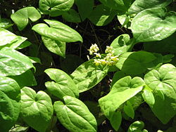 250px epimedium versicolor01