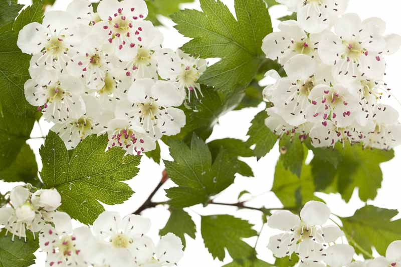 crataegus laevigata