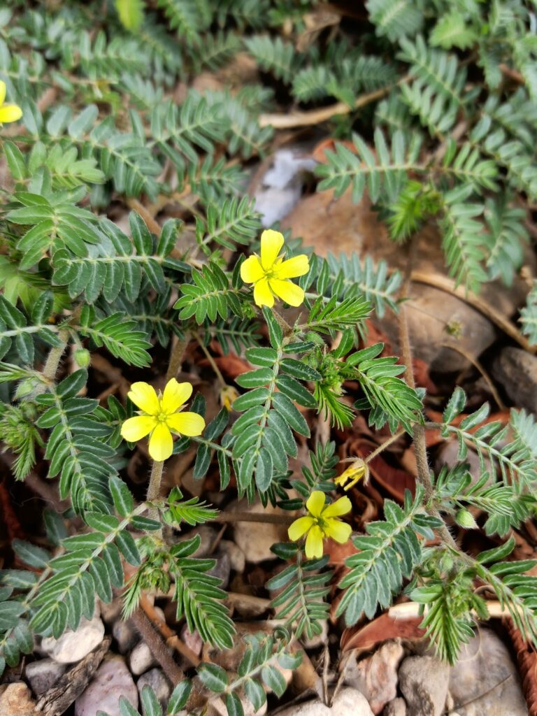 tribulus terrestris (family zygophyllaceae)