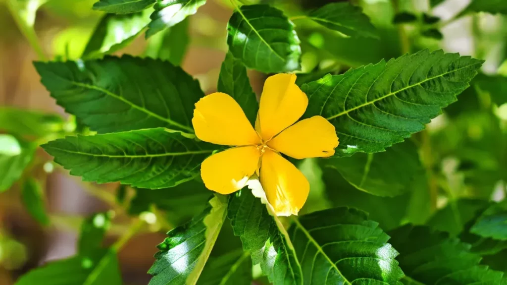 damiana plant 1296 728 header