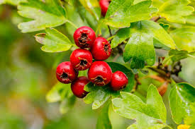images (7)